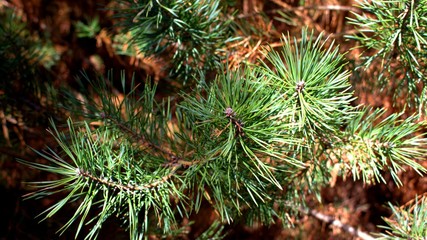 Naklejka na ściany i meble pine branch with cones xmas tree