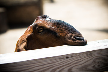 A silly goat bites the fence.