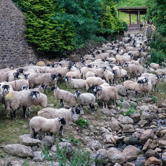 Fototapeta premium Herd of sheep in the Yorkshire Dales