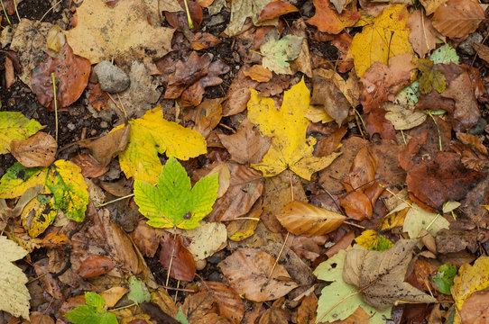 texture of autumnal leaves falling on the floor in the forest © pixarno