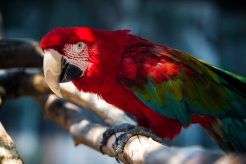 Parrot posing  © EmmaJo