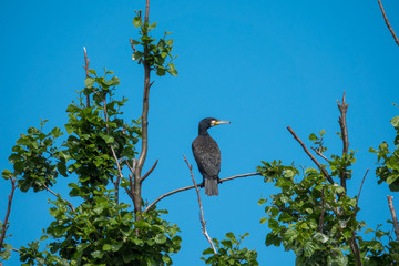 Single great cormorant resting on a tree