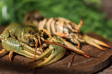Raw crayfish with beer on wooden background