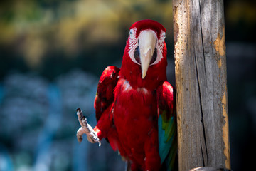 Parrot posing  © EmmaJo