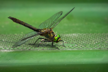 Green dragonfly on green background