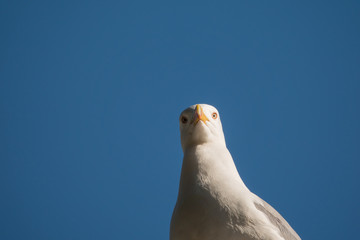 Seagull at a loss