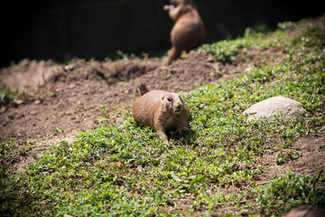 Prairie dog in the grass