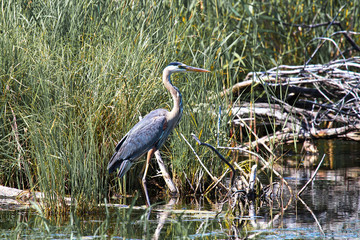 A Great Blue Heron stands in front of grass by the shore