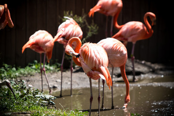 Fototapeta na wymiar Flamingos in the sunshine