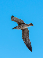 Flying seagull in front of a blue sky.