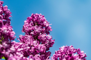 Close-up from blossoms of a lilac (genus Syringa) against a bright blue sky.
