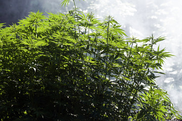 Plantation of cannabis, illuminated by sunlight. Hemp plants on a natural background.