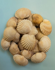Collection of vintage spiny cockle (Acanthocardia aculeata) shells from edible marine bivalves. Textured pile of about 20 on a blue card background.