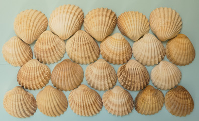 Collection of vintage spiny cockle (Acanthocardia aculeata) shells from edible marine bivalves. Textured montage of 22 on a blue card background.