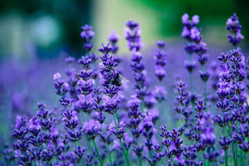 Beautiful blossoming lavender in the field background