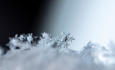 snowflake in the snow, winter