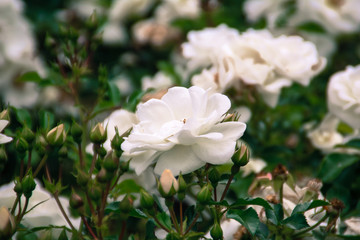 Beautiful white rose in the garden