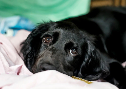  black Cocker Spaniel puppy is lying on his litter