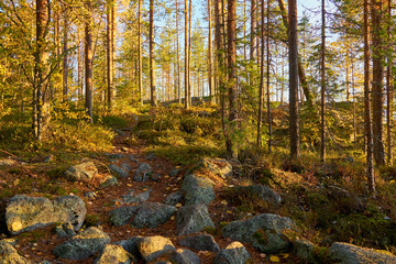 Path in autumn forest with rocks and trees.  