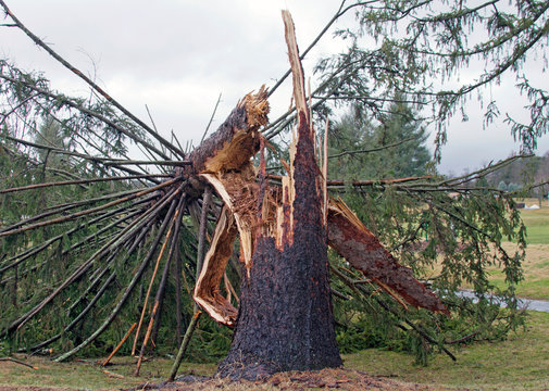 Storm Aftermath, Splintered Tree