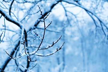 Branch of a tree with buds covered with snow over a blurred natural background in soft blue shades. Colorful winter scene. Close-up, copy space