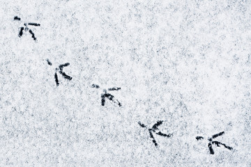 Bird tracks on fresh snow in winter. Top view, close-up, copy space