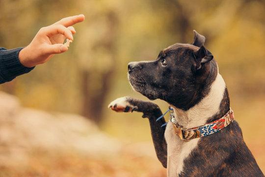 dog with a reward