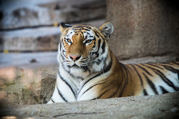 Tiger posing at the zoo. 