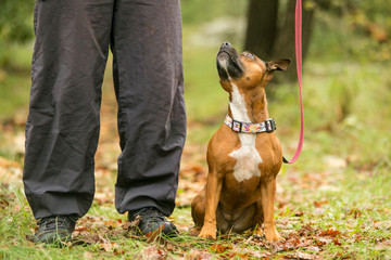 Staffordshire bull terrier waiting