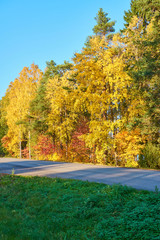 Obraz premium Asphalt road with autumn colorful trees on a background and green grass on a foreground. 