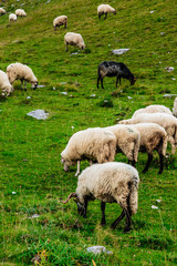 Obraz na płótnie Canvas Sheep on the mountain fields.