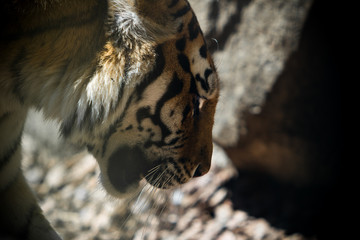 Tiger closeup 