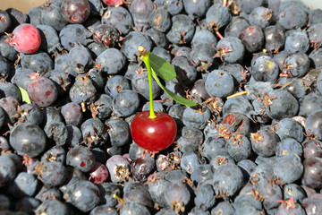 One red cherry with leaves on the amelanchier