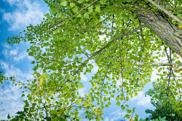 Walk through the autumn Poplar forest. A trip on mushrooms. Morning in the forest.