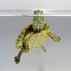 junge Nicaragua Ornamentschildkröte (Trachemys emolli) -  Nicaraguan slider