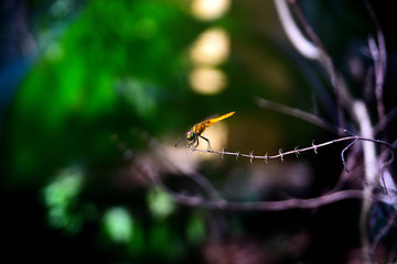 dragonfly on the edge