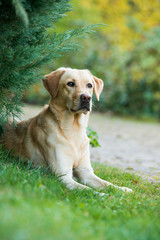 Labrador retriever dog lying under a tree