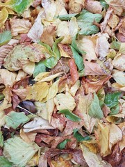 Colorful leaves background