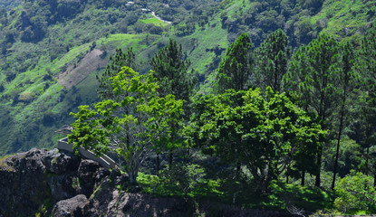 Obraz premium vista de bosque