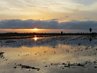 Campo de arroz segado al atardecer