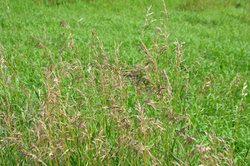 Wheat, rye, oats, ears, green grass in the field.