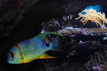 Reef sweetlip fish