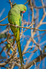 Close up of a green parrot in the wild- Israel