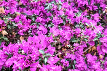 purple flowers in the garden