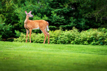 White-Tailed Deer Standing in Green Meadow