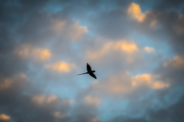Sunset sky with parrot silhouettes- Israel
