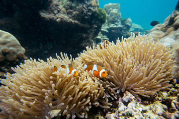Fototapeta na wymiar Clown fish in Anemone