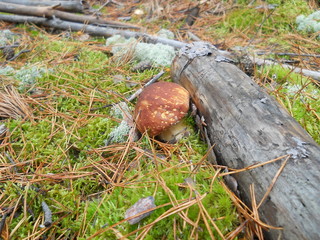 Miracle mushroom 08