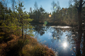 The boggy lake in the wood. Reflection of trees, sunbeam in water. Sunny autumn day. Cenas swampland (Cenas tirelis), Latvia. Bog boardwalk is a popular tourist destination.