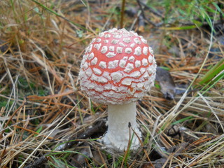 Miracle mushroom 07
